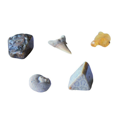 Dig It! Fossils | Real Fossils Kaboodles Toy Store - Victoria