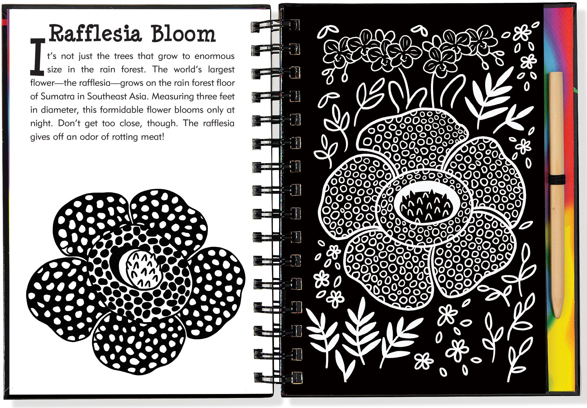Scratch and Sketch | Rain Forest Kaboodles Toy Store - Victoria